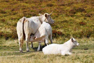 charolais cow and veal in mountain pasture