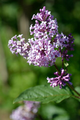 Pink lilac