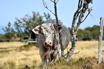 portrait of charolais bull in mountain pasture