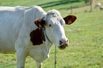 portrait of montbeliarde cow in pasture