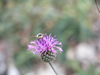 bee on thistle in a summer meadow