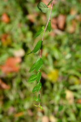 Few-flowered cotoneaster