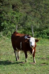 portrait of montbeliarde cow in pasture