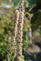 Fototapeta premium Prairie blazing star