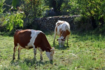 flock of montbelierd cows in pasture