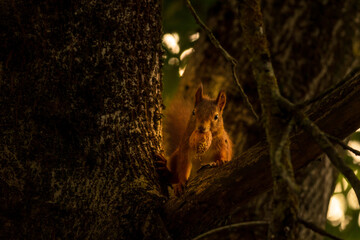 red squirrel on tree with walnut in mouth