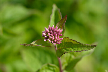 Hemp agrimony