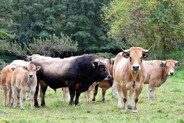 Fototapeta premium flock of aubrac cows with bull and veals