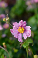 Obraz premium Japanese anemone Pretty Lady Emily