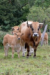 Fototapeta na wymiar portrait of aubrac cow in pasture