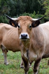 Fototapeta premium portrait of aubrac cow in pasture