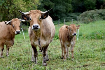 portrait of aubrac cow and veal