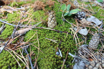 snake in the grass
