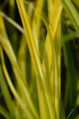 Obraz premium Japanese Sedge Everillo