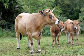 Naklejka na ściany i meble portrait of aubrac cow and veal