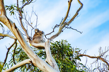 Koala on the gum tree in Australia