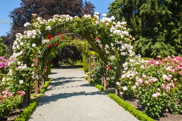 Rolgordijnen Arch with white blooming roses in the garden © Fyle