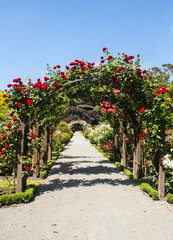 Naklejka premium Arch with red roses in the garden