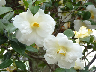 白いツバキの花