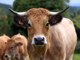 portrait of aubrac cow in pasture