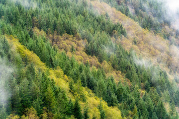 Fototapeta na wymiar Autumn Colors and Fog in The Forest