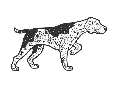 hunting dog hound Retriever sketch engraving vector illustration. T-shirt apparel print design. Scratch board imitation. Black and white hand drawn image.