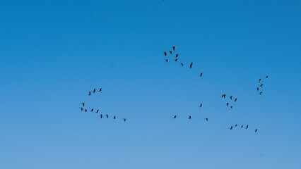 birds in flight