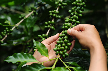 Naklejka na ściany i meble Hand farmer picking coffee bean in coffee process agriculture background