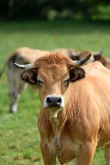 portrait of aubrac cow in pasture
