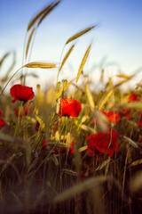 Fototapeta premium Kornfeld