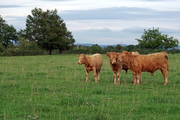 charolais veals in pasture