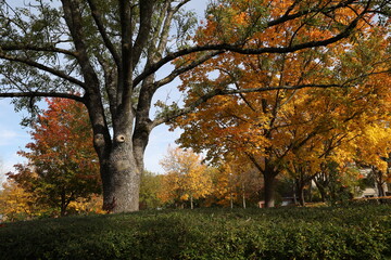 Fototapeta premium Yellow foliage on trees in the park in autumn