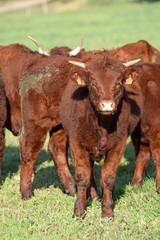salers veals in pasture