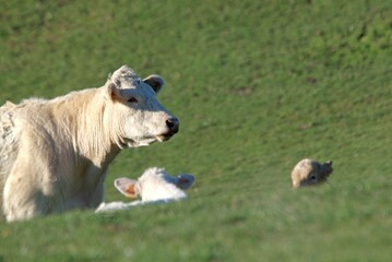 charolais cow in pasture