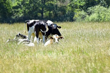 flock of holstein cows in pasture