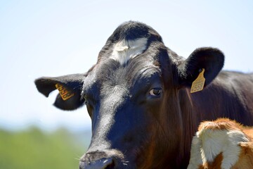 close-up of holstein cow