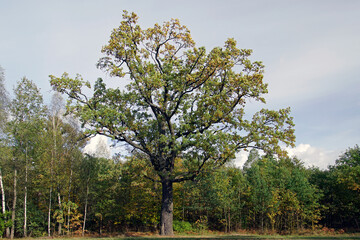 Fototapeta premium A large old oak tree at the edge of the forest. Fall. October. Horizontal shot. Landscape