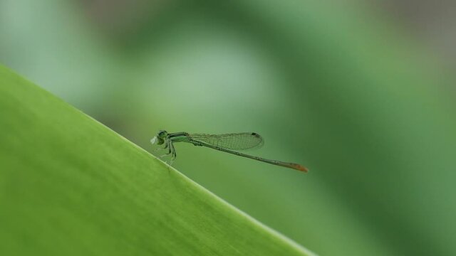 Green Damselfly feeding on a leaf then taking off slow motion Eastern forktail India