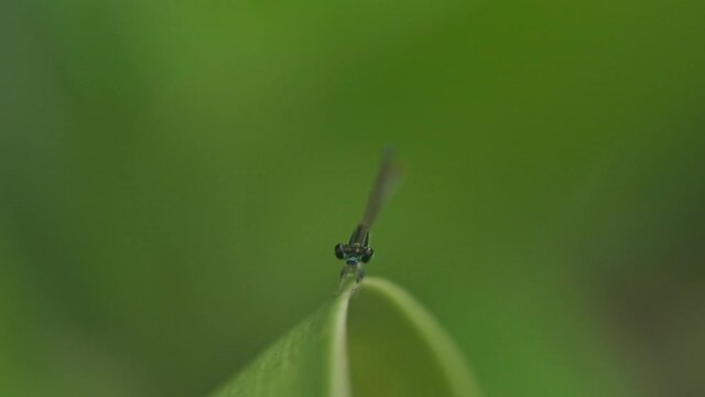 head on Green Damselfly feeding taking off from a leaf slow motion Eastern forktail India
