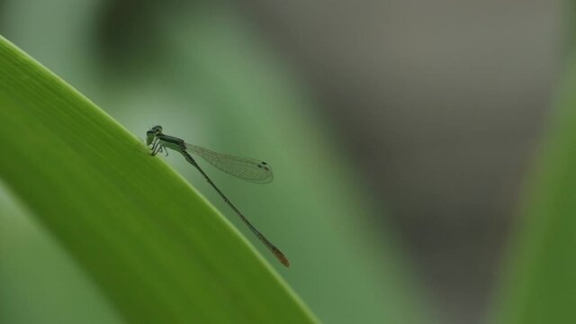 Green Damselfly taking off from a leaf slow motion Eastern forktail India
