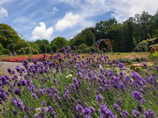 Obraz premium Lavanda in fiore