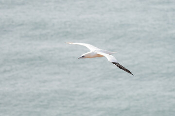 A single white and yellow gannet flies through the sky, blue, gray sea in background