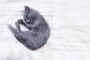Russian Blue cat sleeping curled up on a white blanket with a flower design