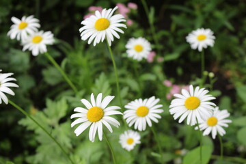 Modest daisies bloom in a summer meadow