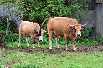 group of aubrac cows