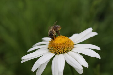 
Bee collects nectar from blooming chamomile on a summer meadow