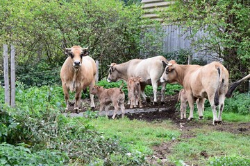 Obraz premium group of aubrac cows