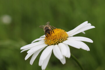 
Bee collects nectar from blooming chamomile on a summer meadow