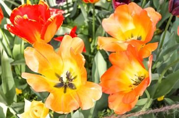 Obraz na płótnie Canvas yellow and red tulips