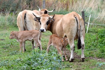 Fototapeta premium group of aubrac cows